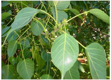An Aqueous Extract of the Leaves of Ficus religiosa Inhibits the Growth ...